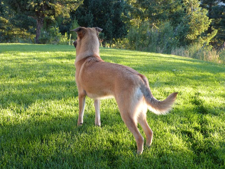 chinook dog